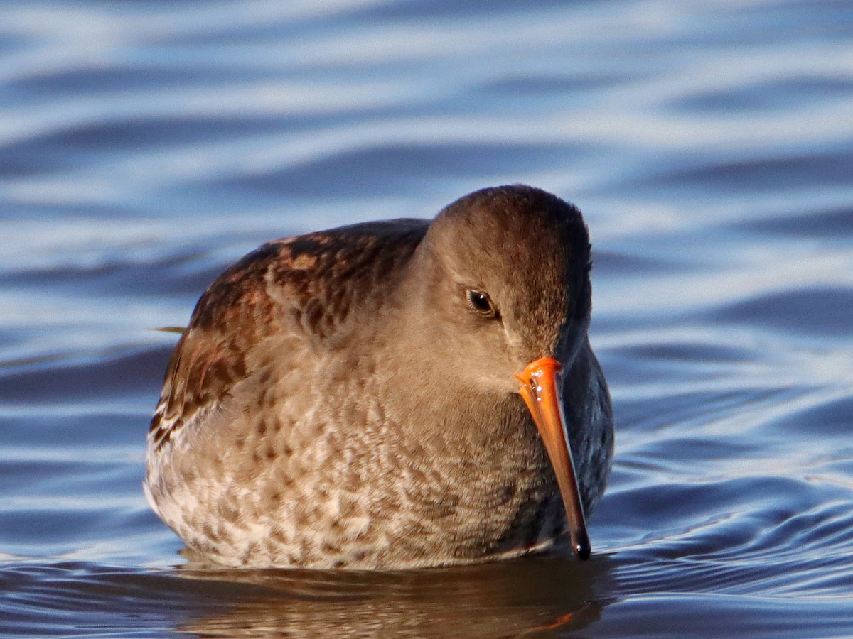 Purple Sandpiper - ML628464075