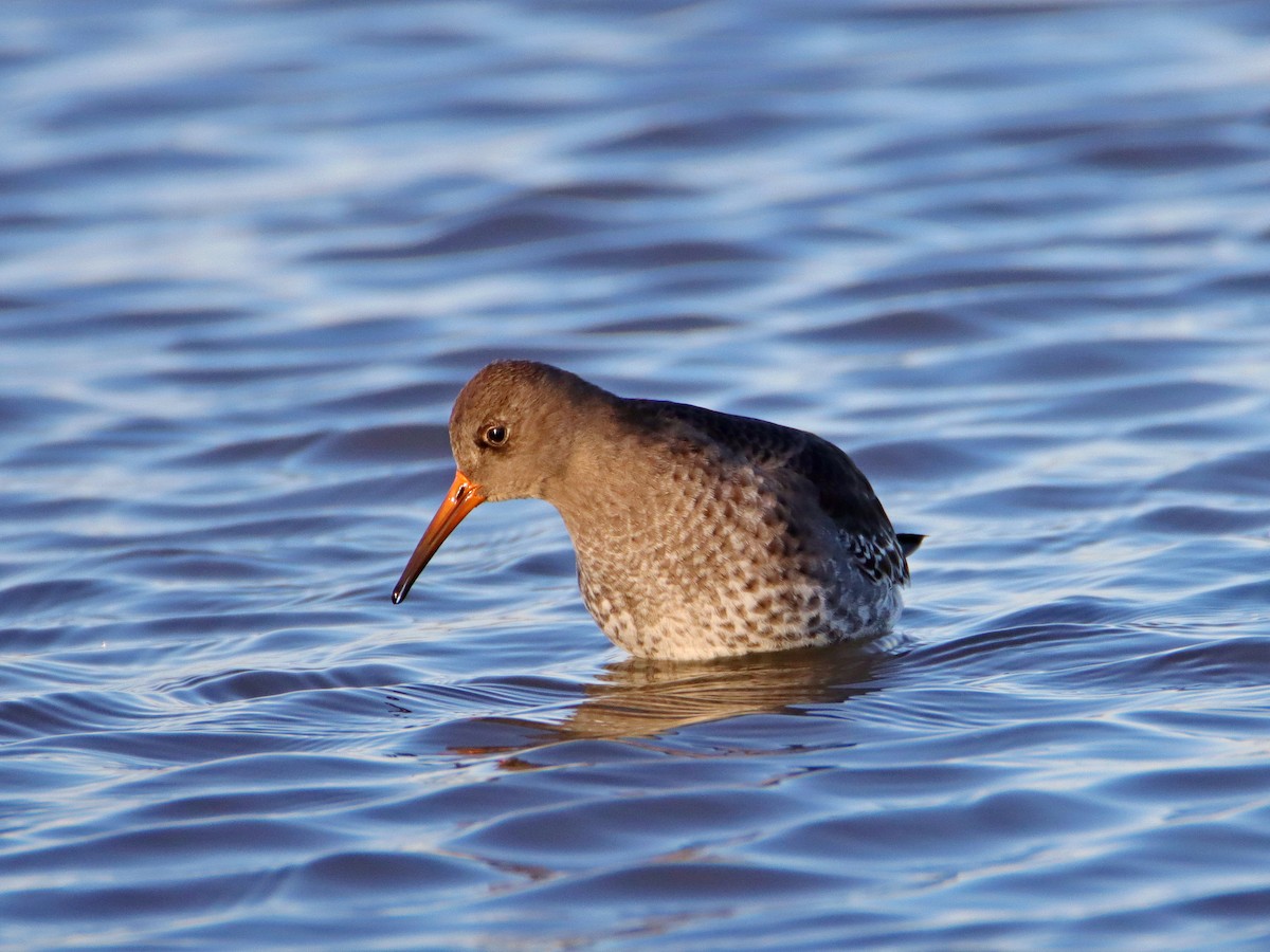 Meerstrandläufer - ML628464076