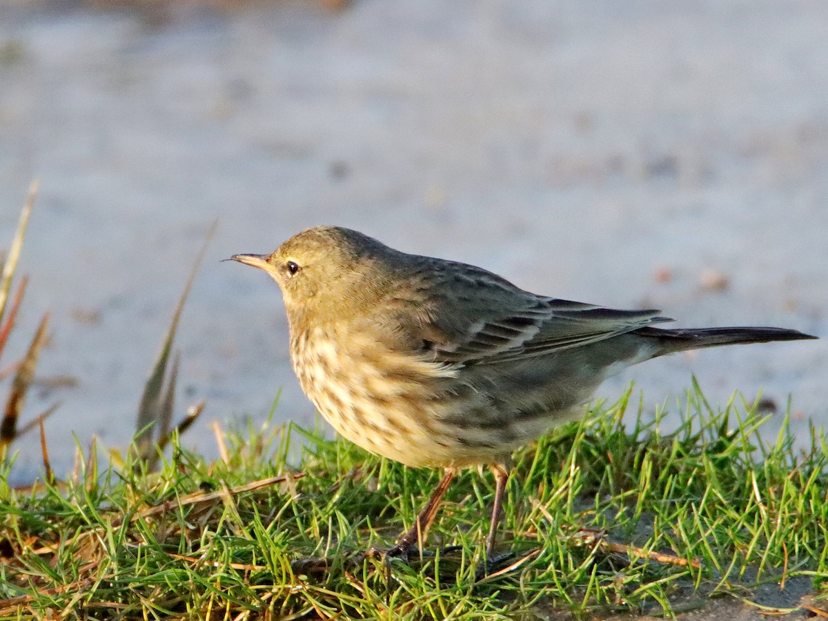 Rock Pipit - ML628464106