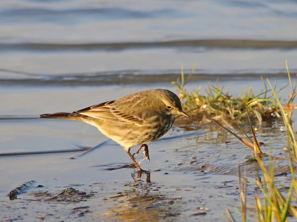 Rock Pipit - ML628464107