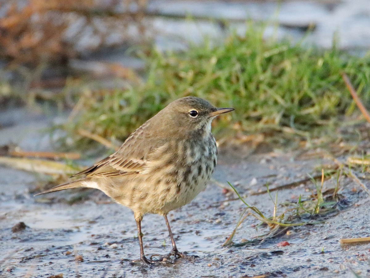 Rock Pipit - ML628464108