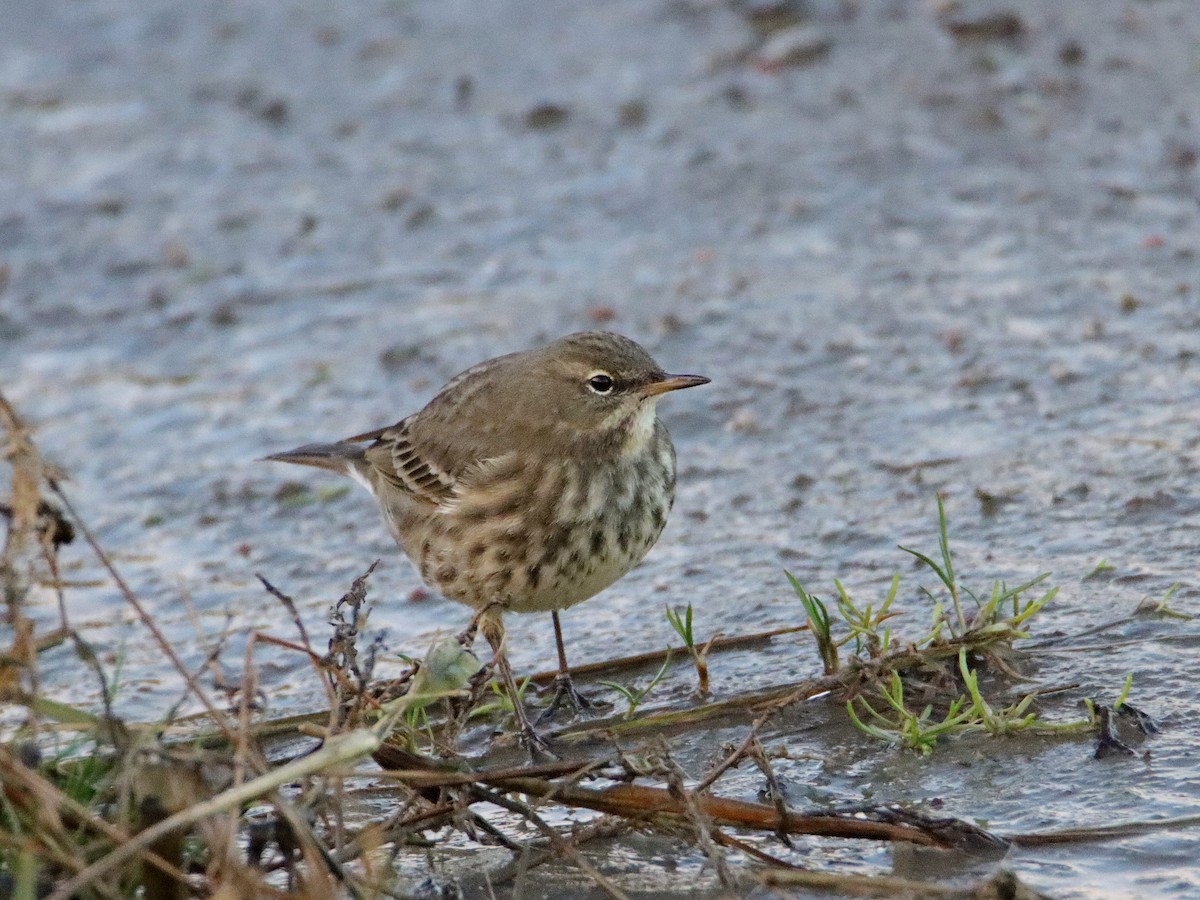 Rock Pipit - ML628464109