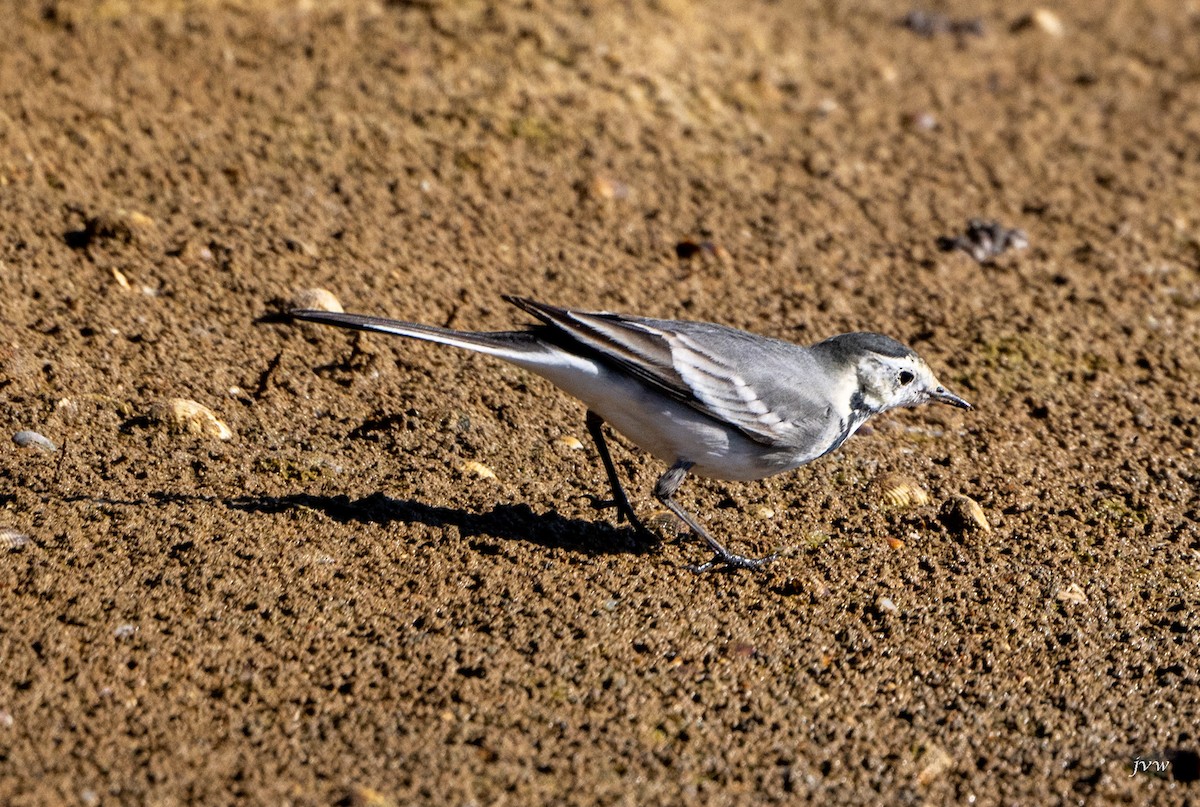 White Wagtail - ML628464226