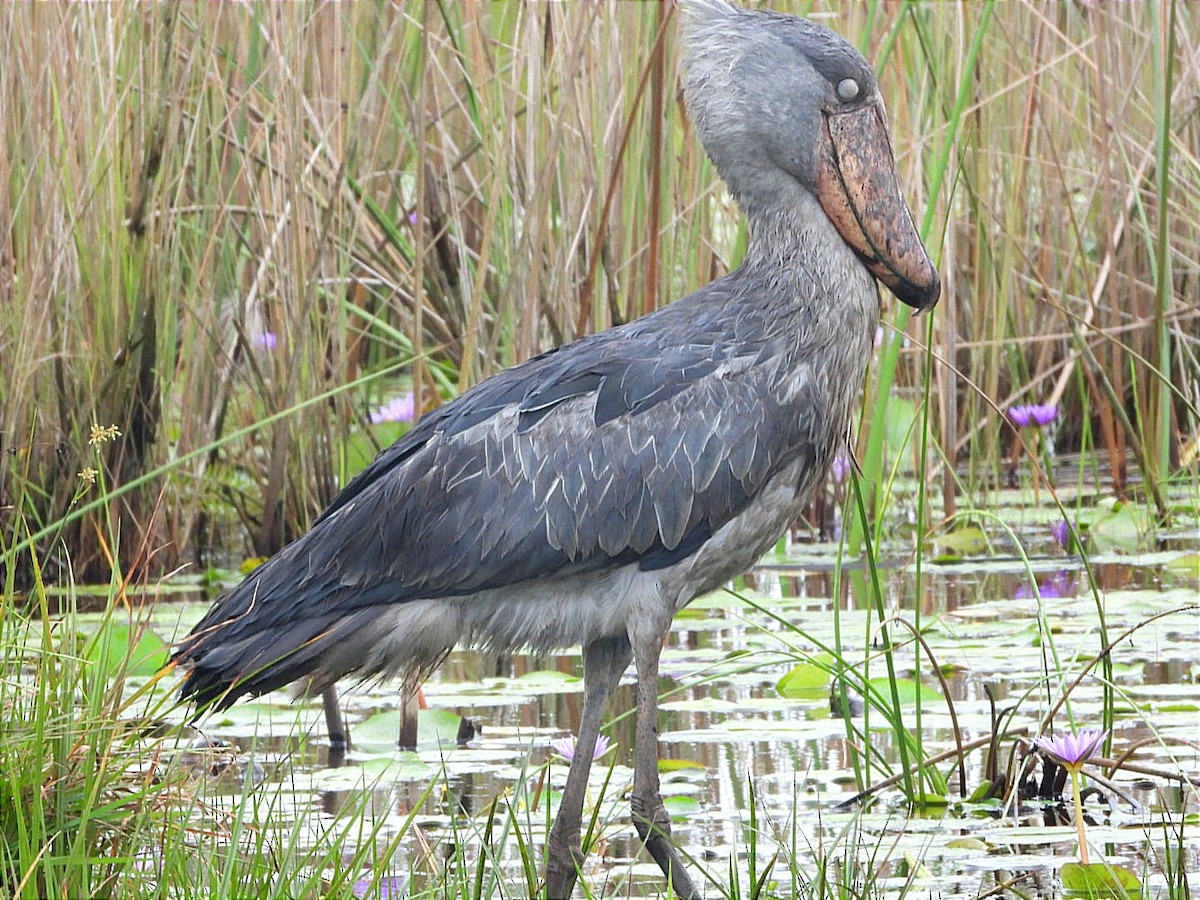 Shoebill - ML628464564