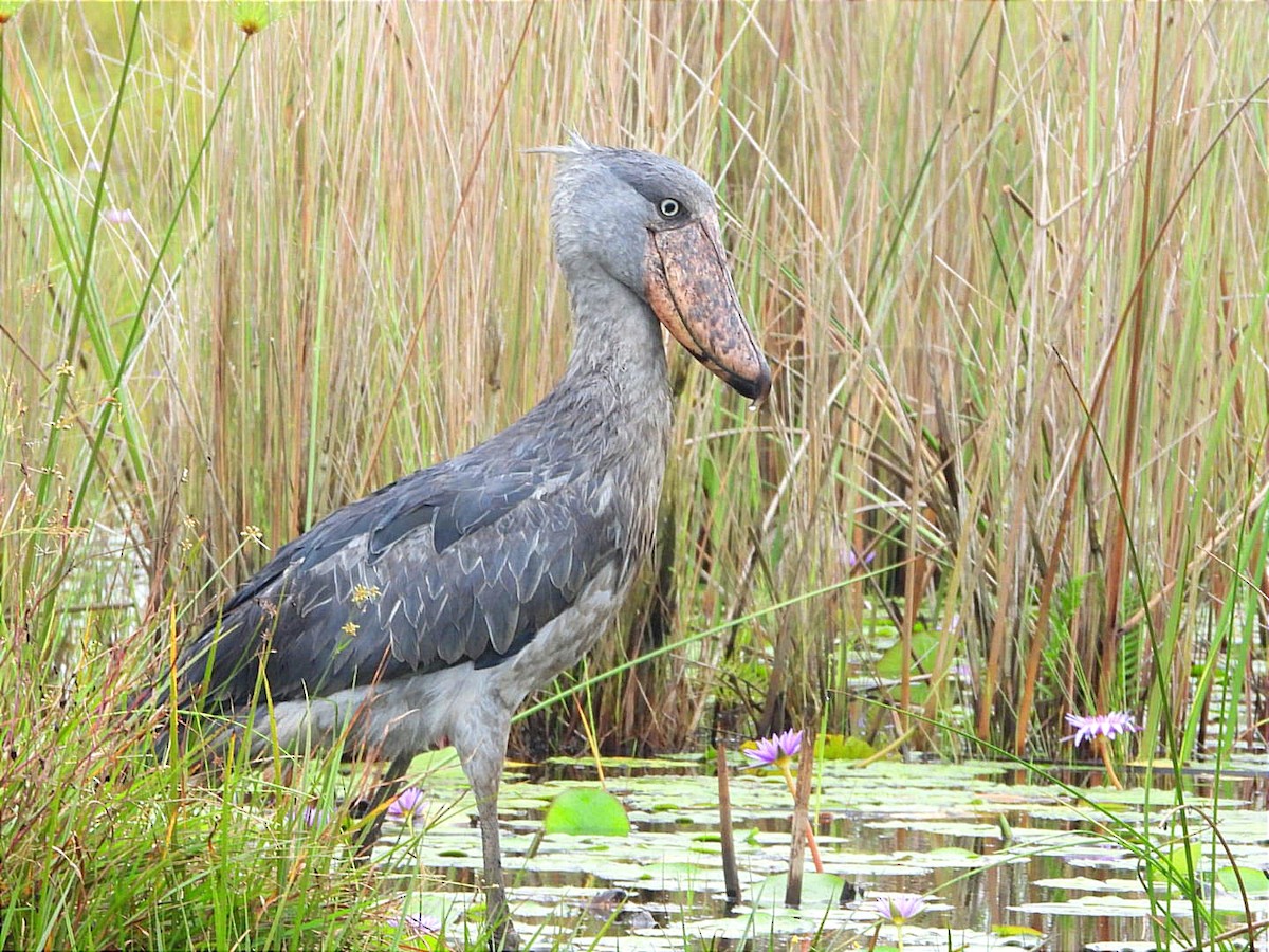 Shoebill - ML628464565