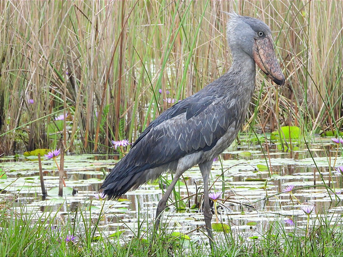 Shoebill - ML628464566