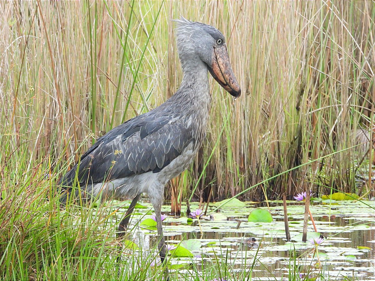 Shoebill - ML628464567