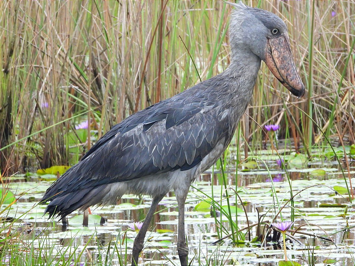 Shoebill - ML628464568