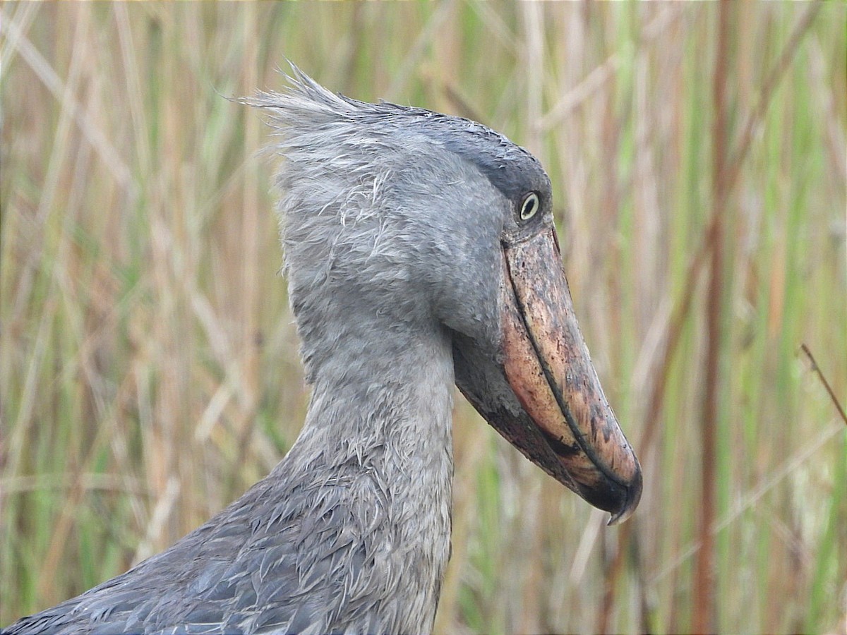 Shoebill - ML628464569