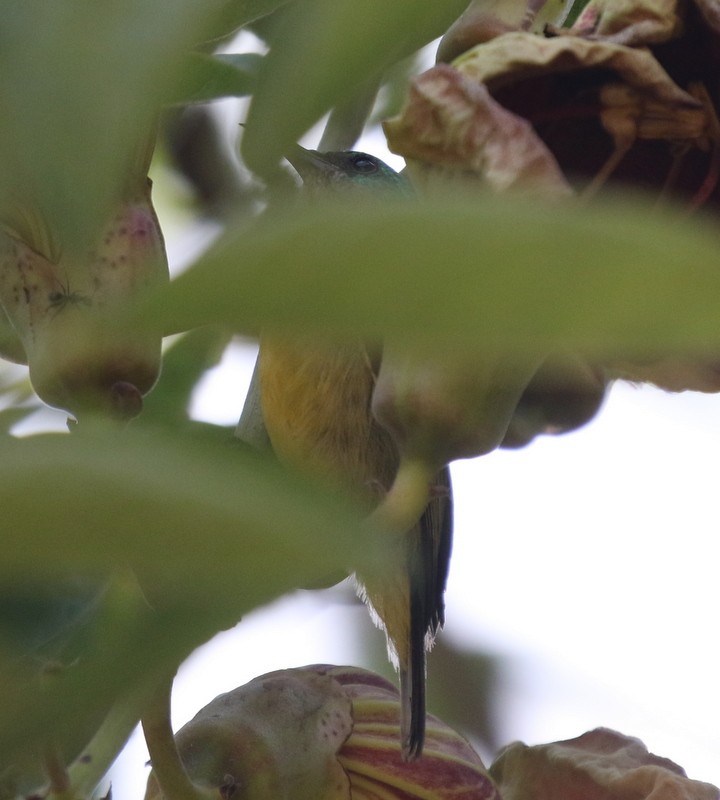 Collared Sunbird - ML628465039