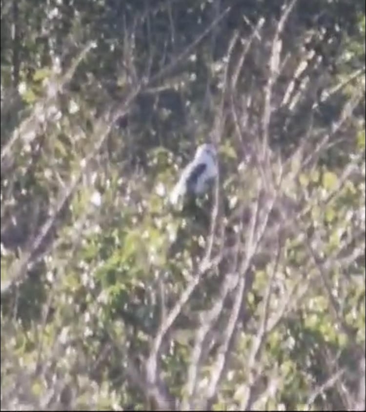 Black-winged Kite - ML628465270