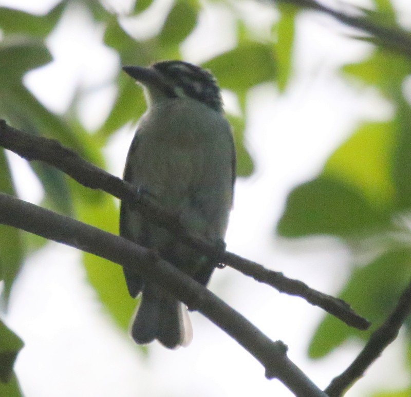 Yellow-fronted Tinkerbird - ML628465275