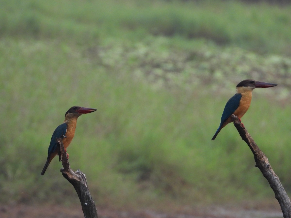 Stork-billed Kingfisher - ML628465276
