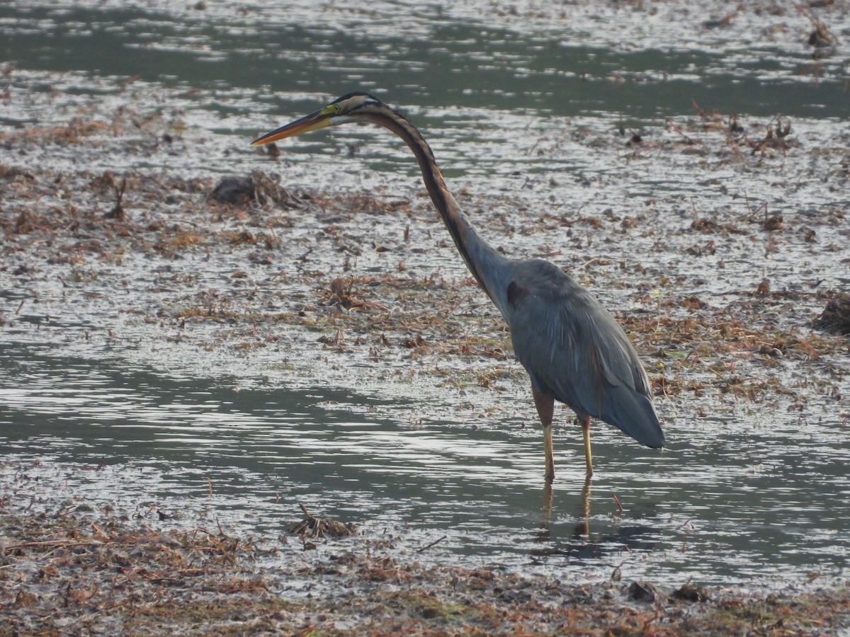 Purple Heron - ML628465283