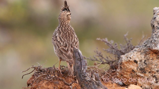 krattopplerke - ML628465359