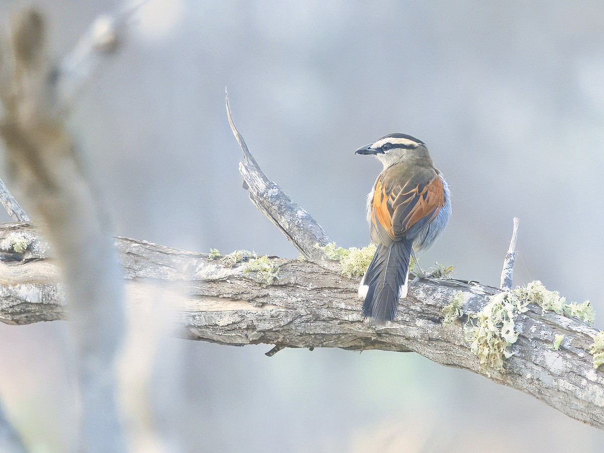 Black-crowned Tchagra - ML628465460