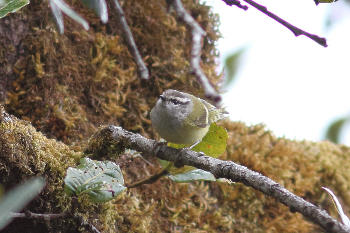 Ashy-throated Warbler - ML628465651