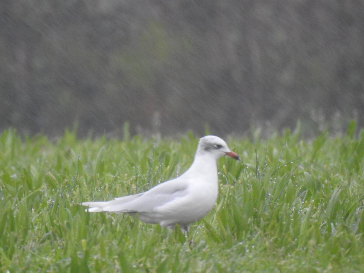 Mediterranean Gull - ML628465723