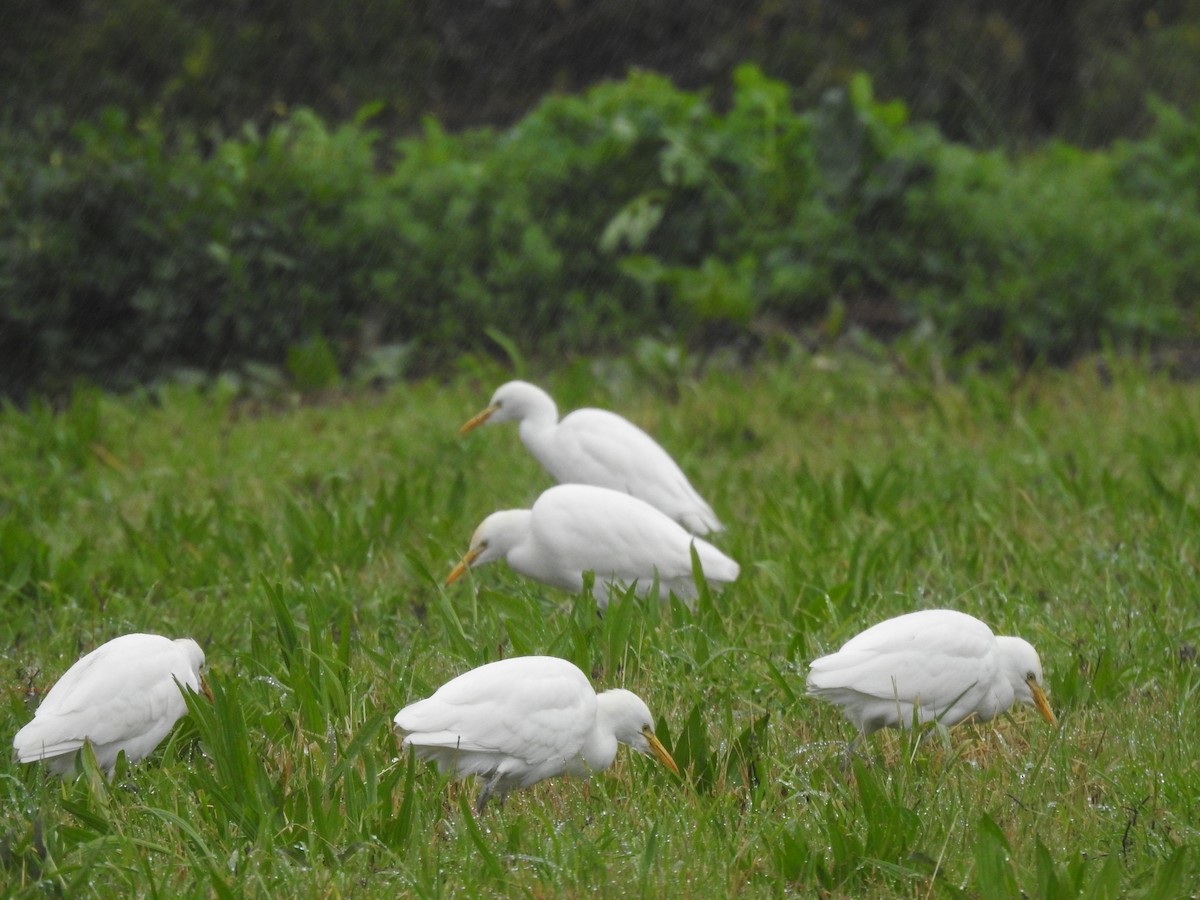 Western Cattle-Egret - ML628465730