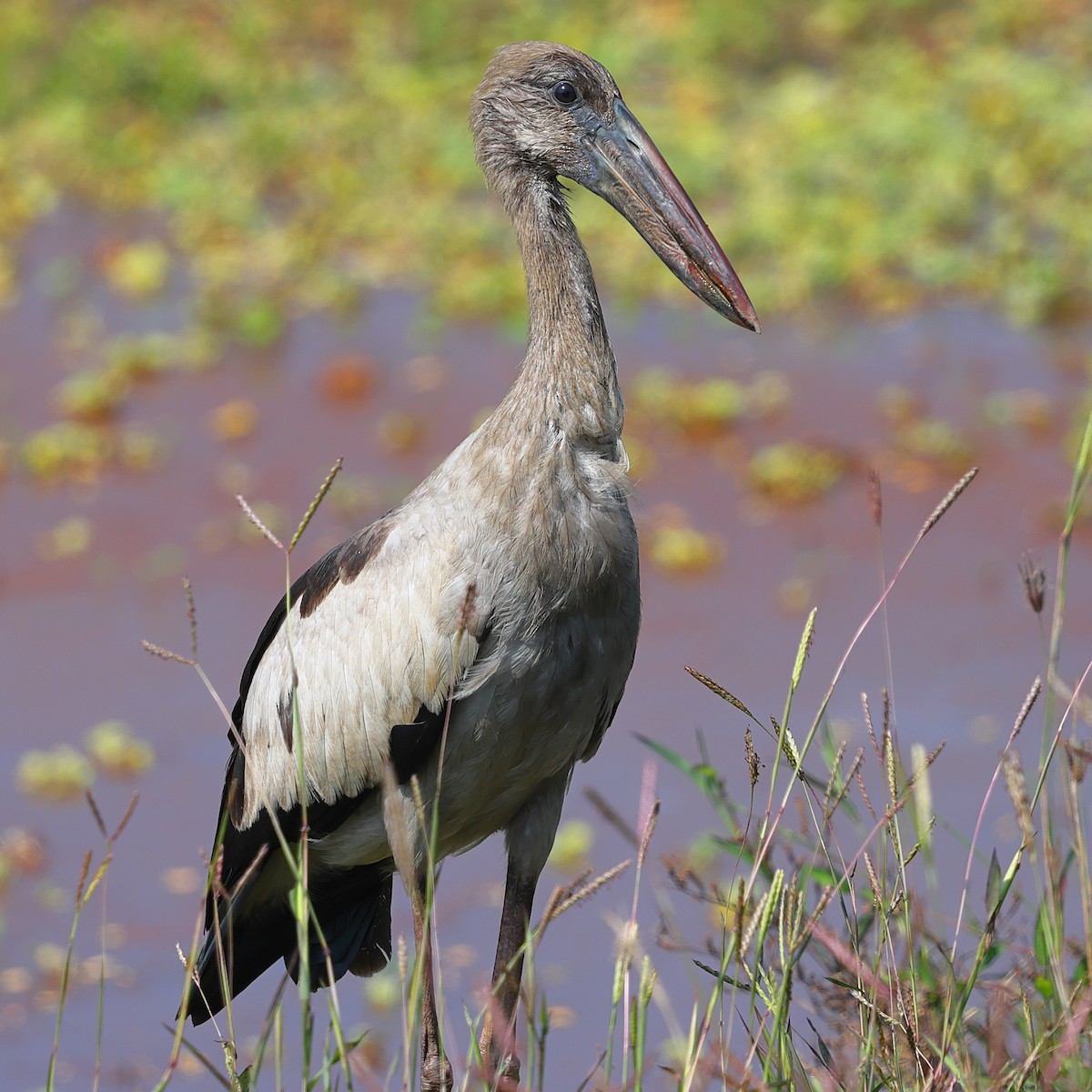 Asian Openbill - ML628465791