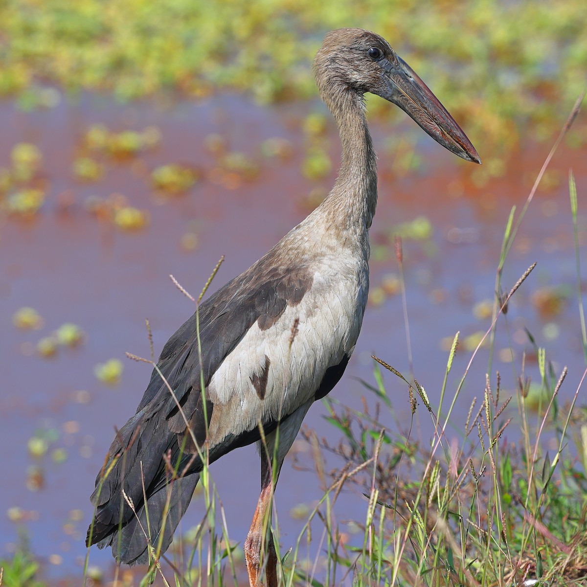 Asian Openbill - ML628465793