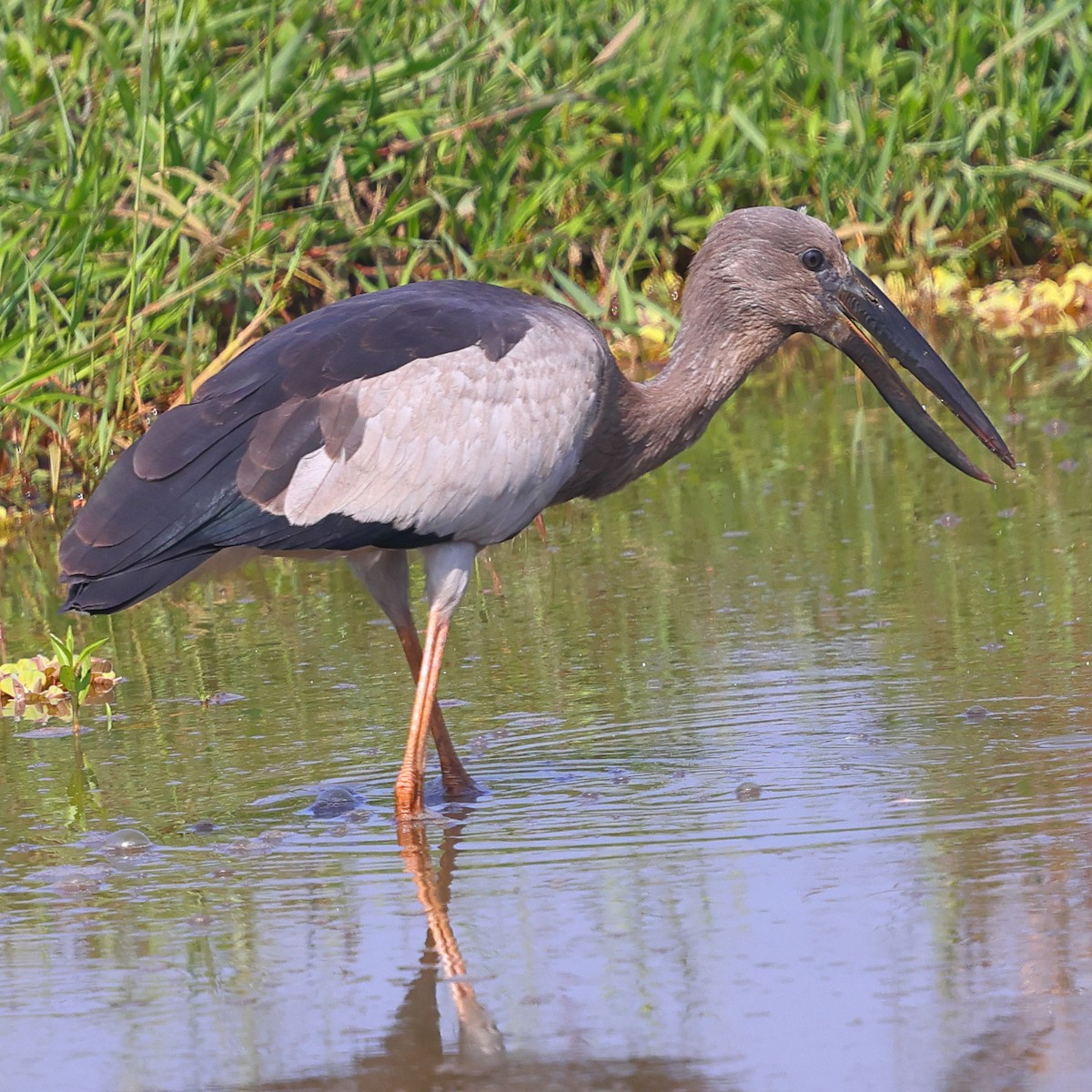 Asian Openbill - ML628465794