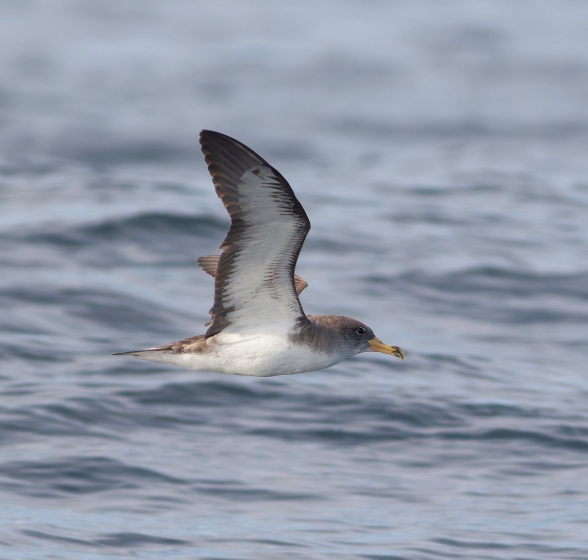 Berta boreale - ML628465908