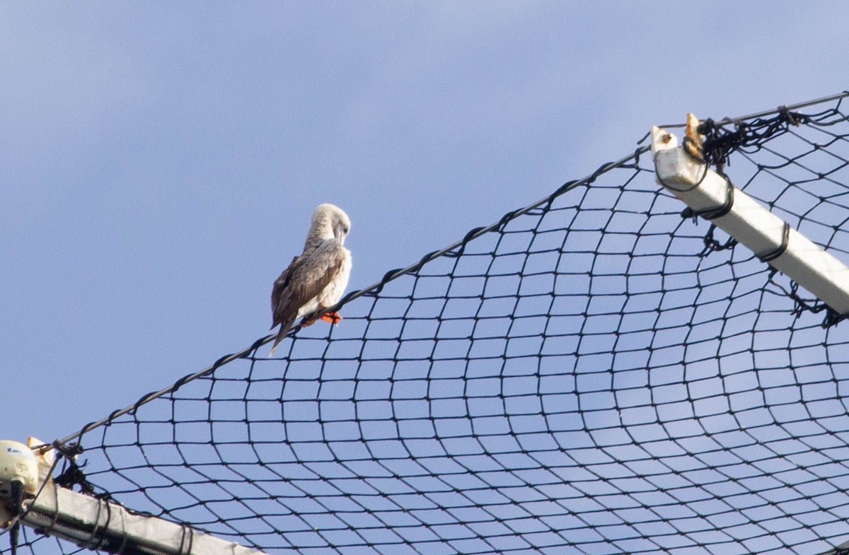 Red-footed Booby - ML628465914