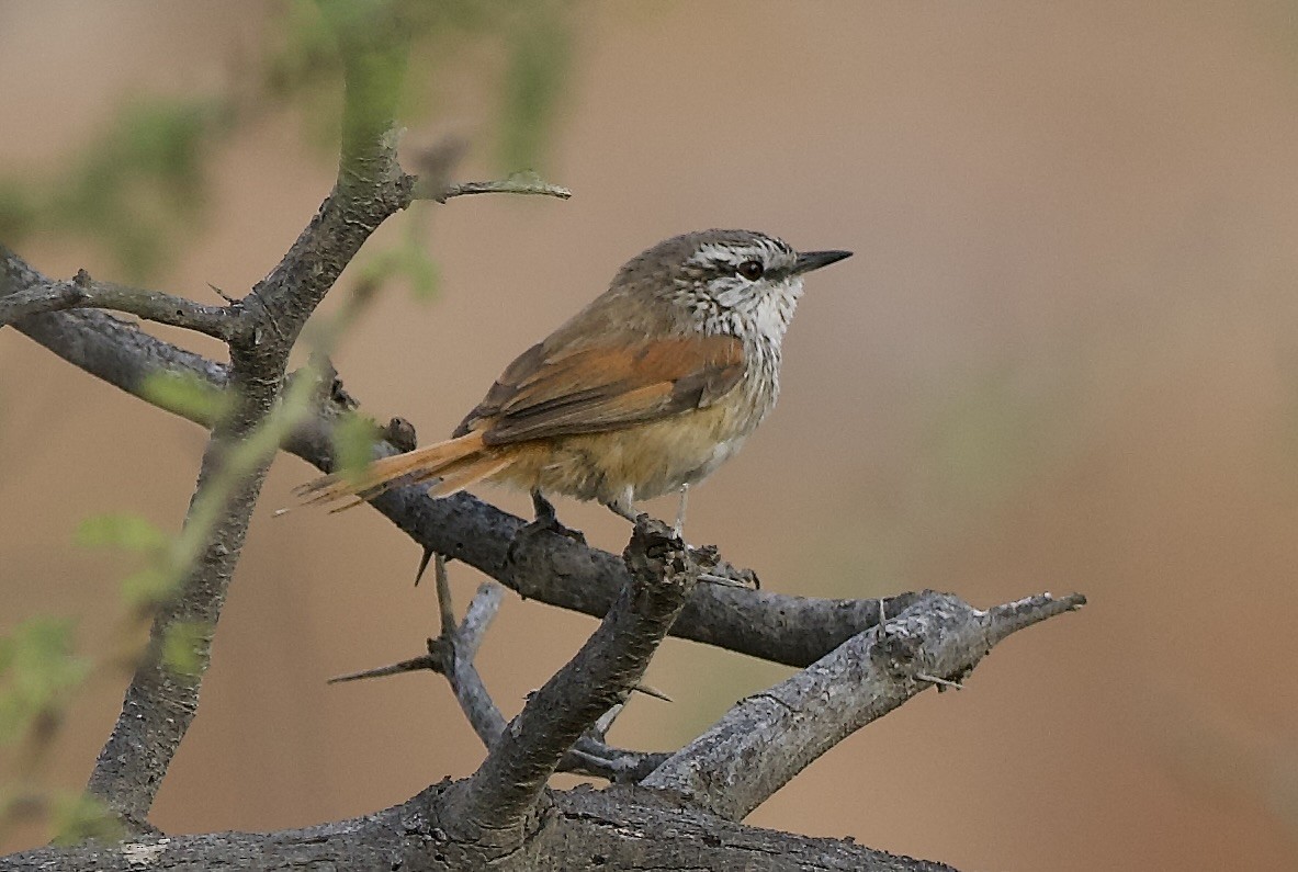 Necklaced Spinetail - ML628465934