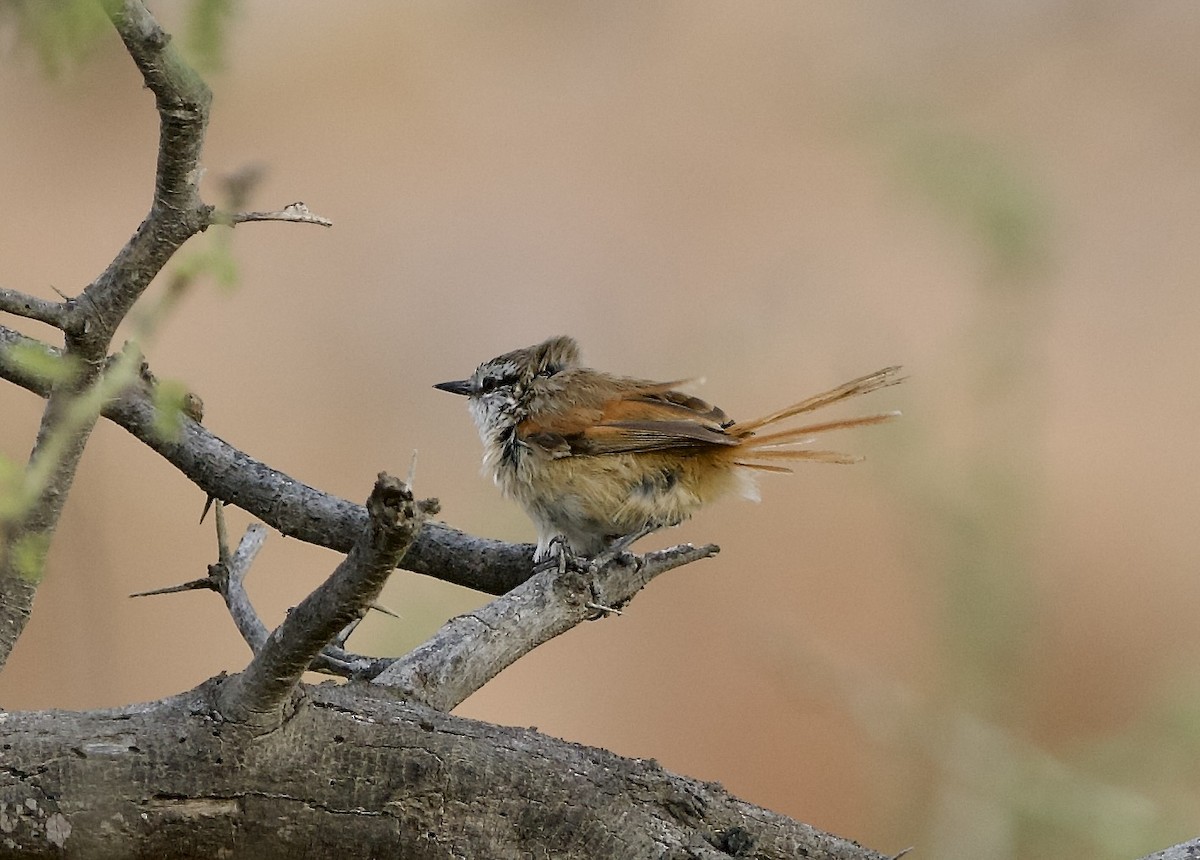 Necklaced Spinetail - ML628465935