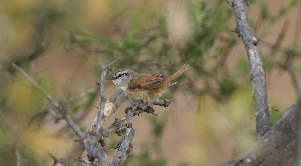 Necklaced Spinetail - ML628465936