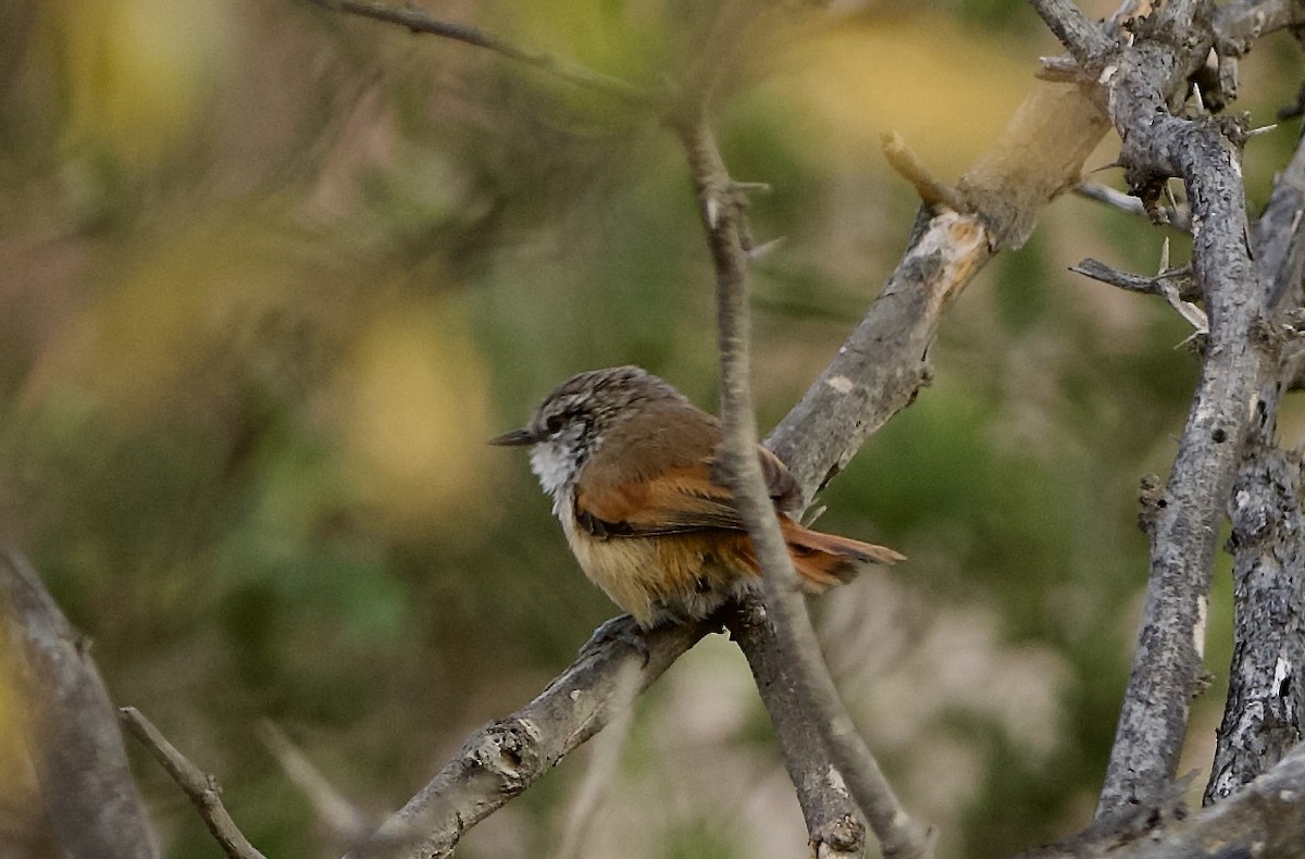 Necklaced Spinetail - ML628465937