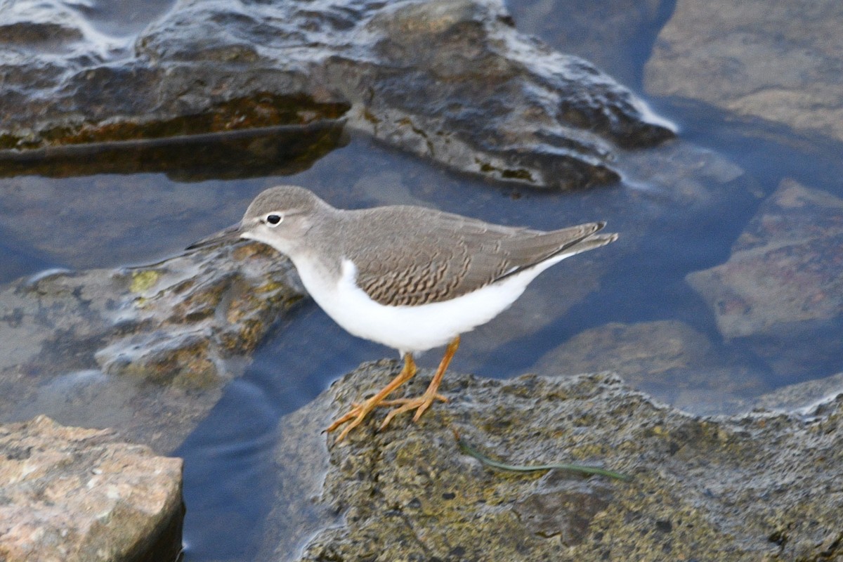 Spotted Sandpiper - ML628466227