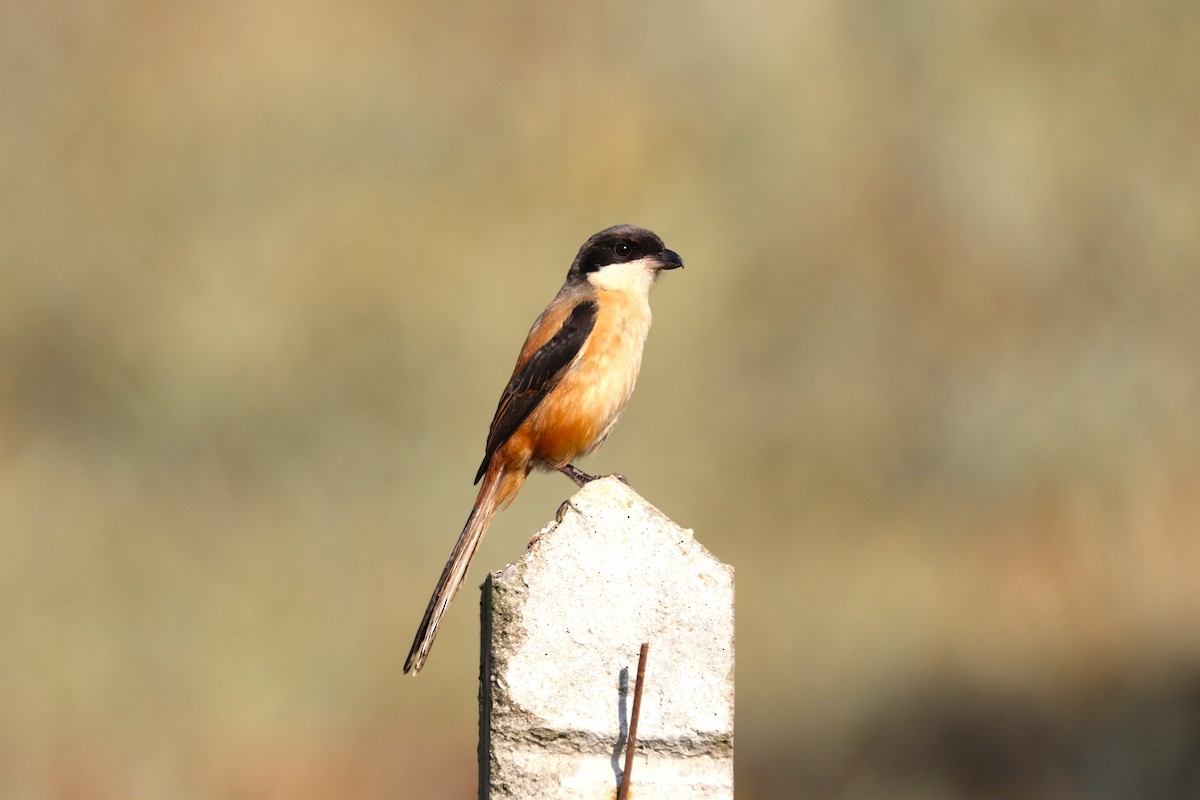 rustvarsler - ML628466231