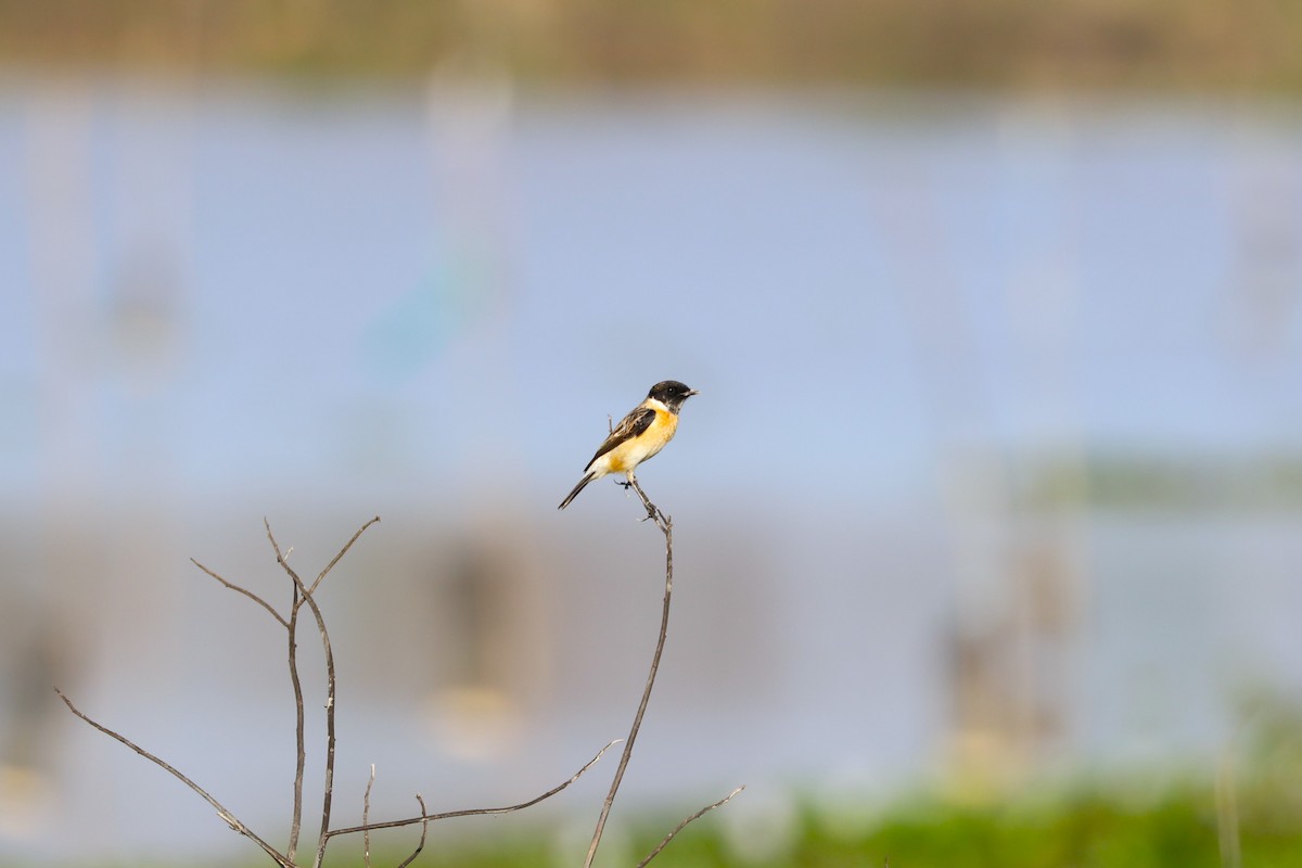 taigasvartstrupe - ML628466236