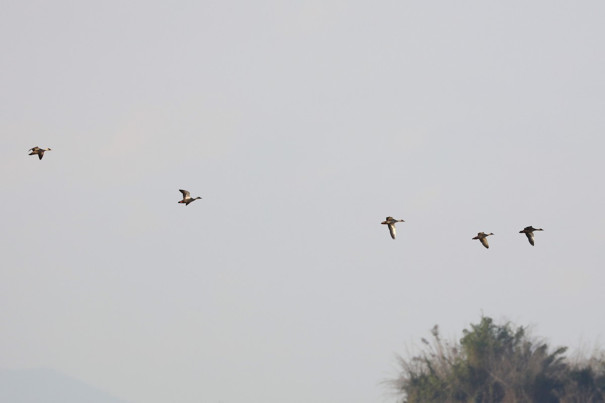 flekknebband - ML628466413