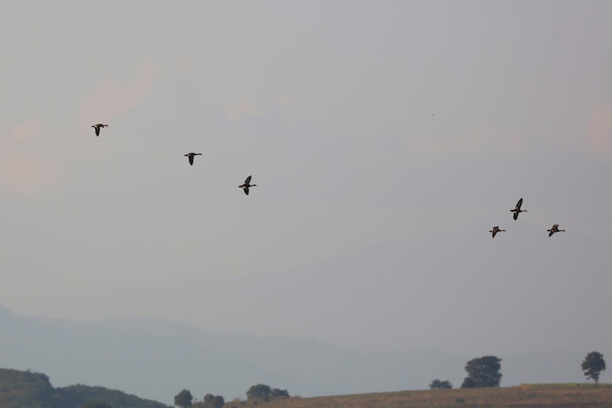 flekknebband - ML628466414