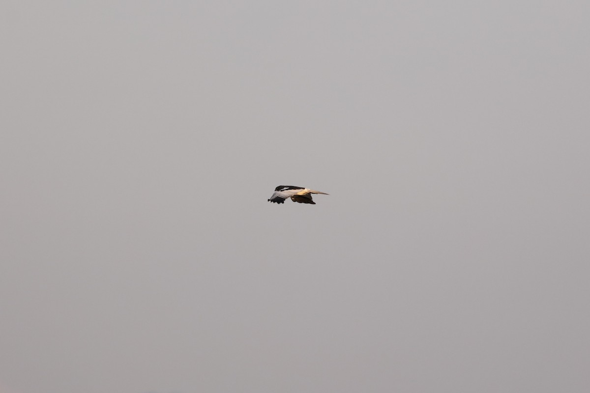 praktkjerrhauk - ML628466416