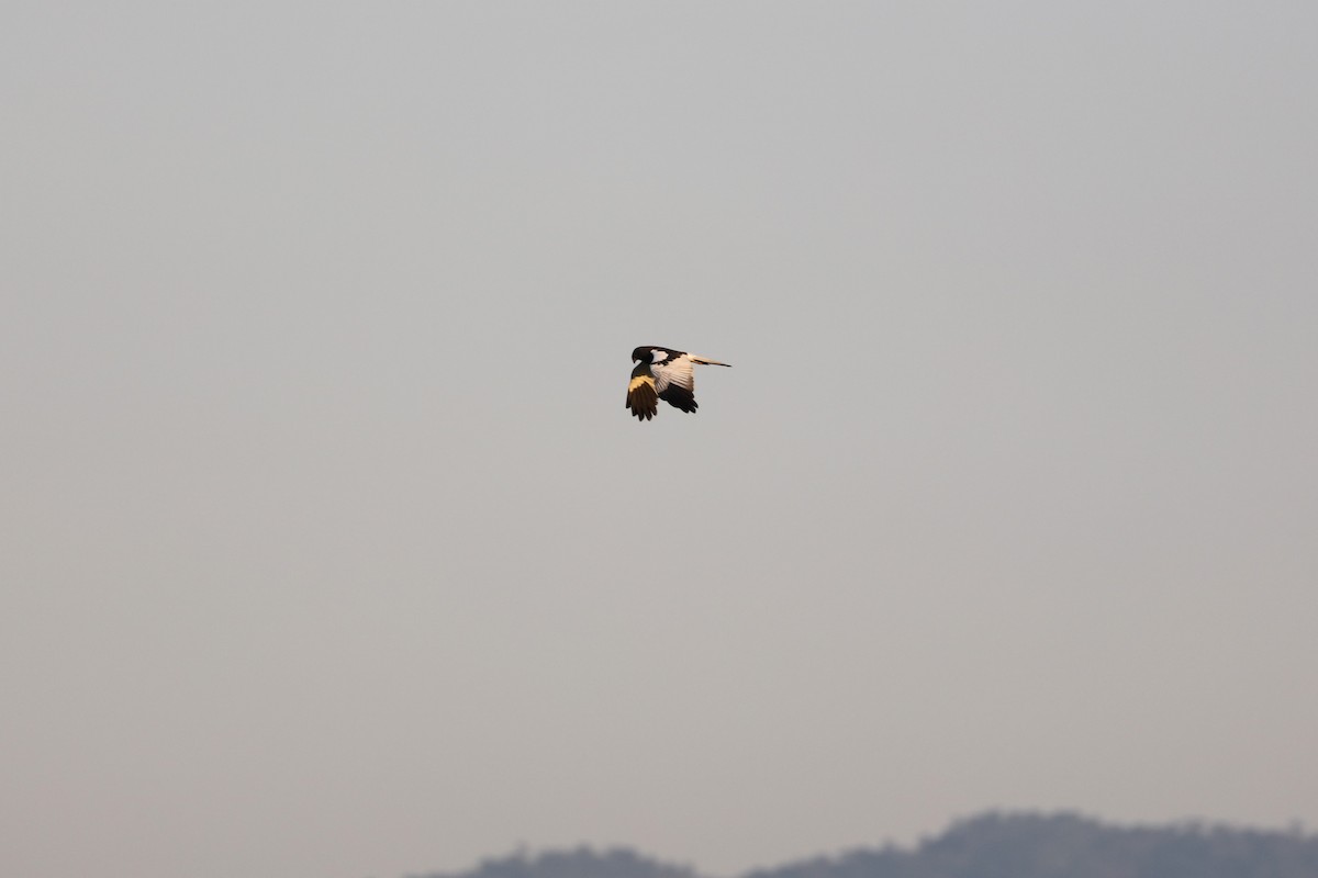 praktkjerrhauk - ML628466417