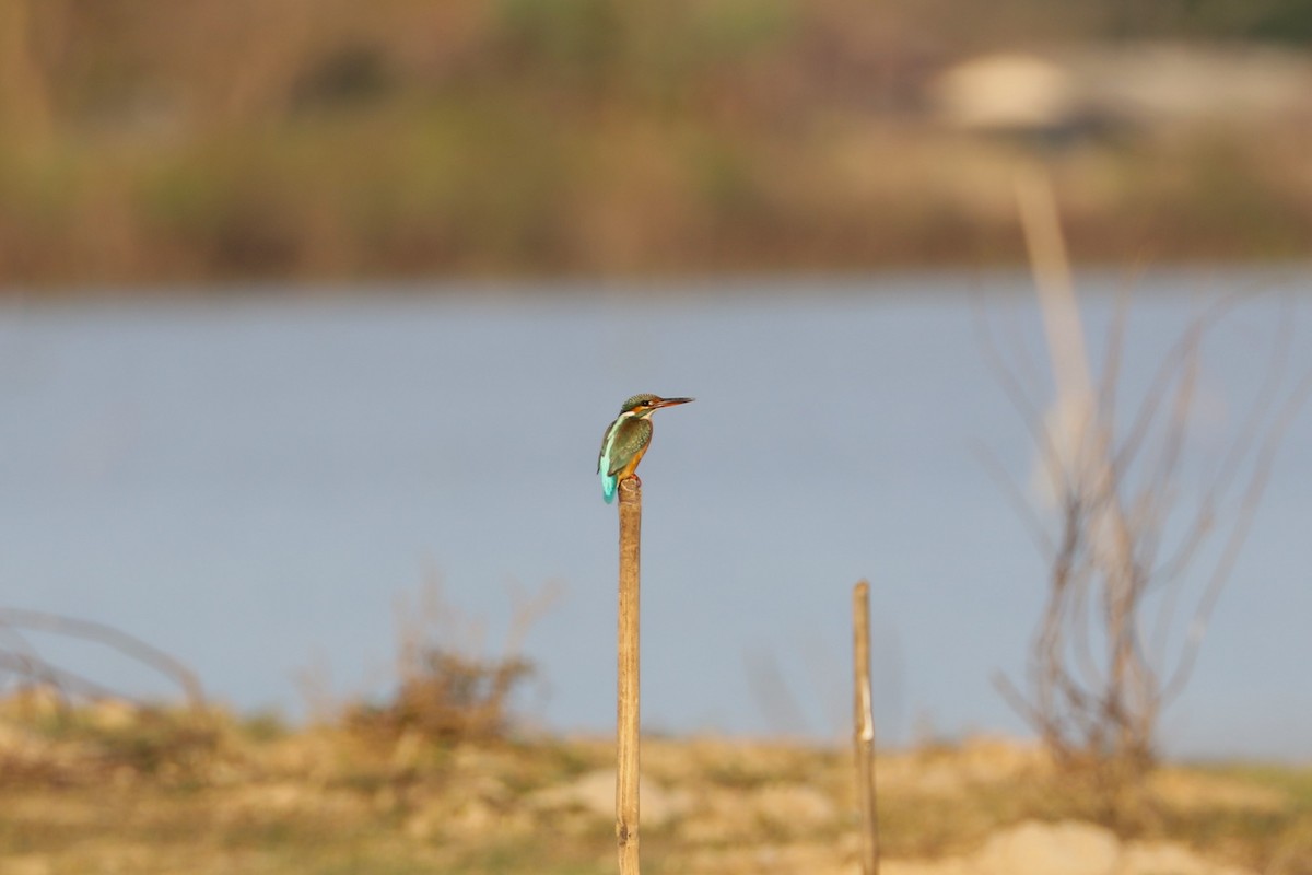 isfugl - ML628466422