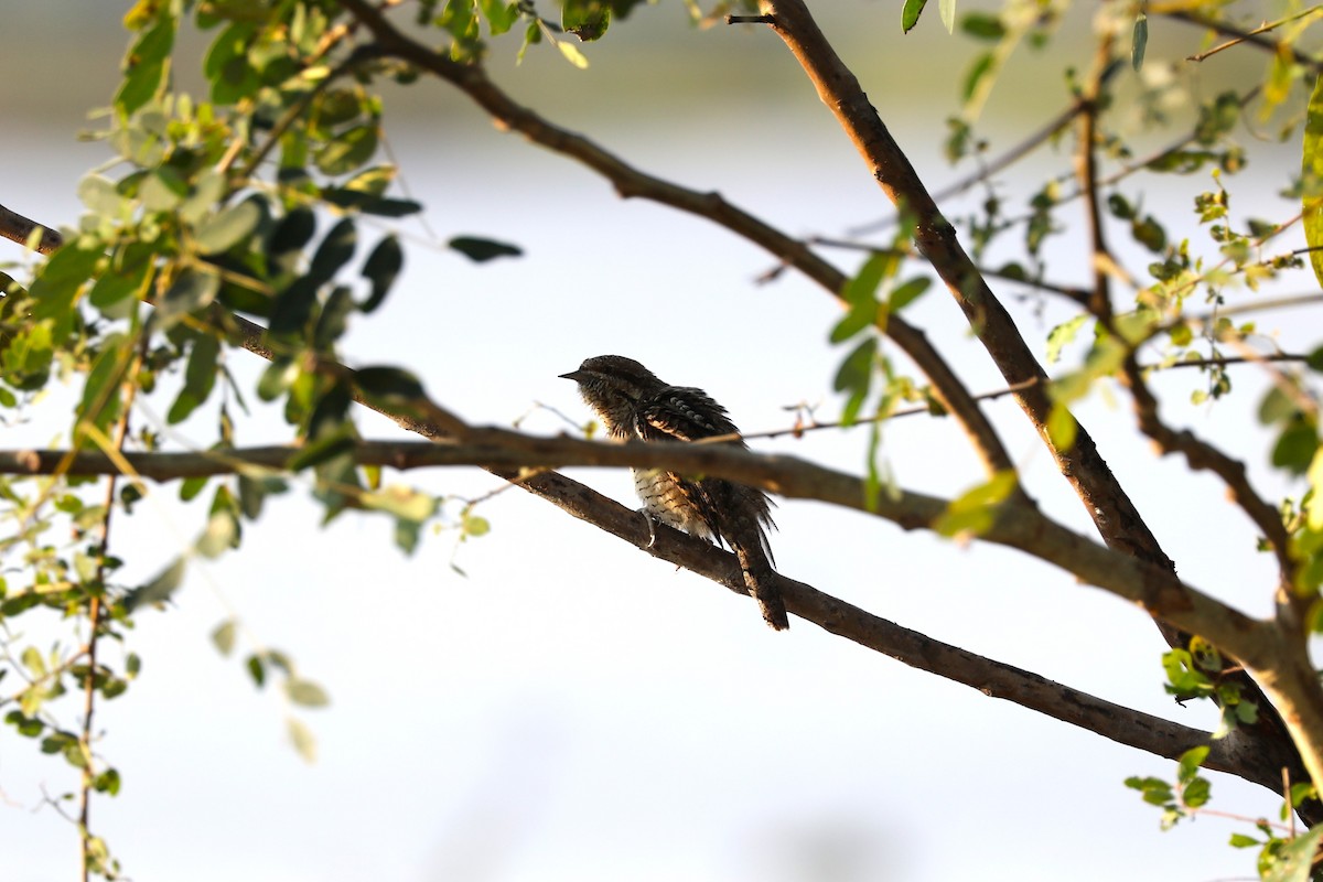 vendehals - ML628466424