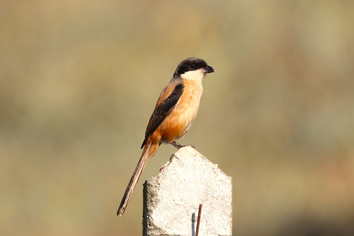 rustvarsler - ML628466443