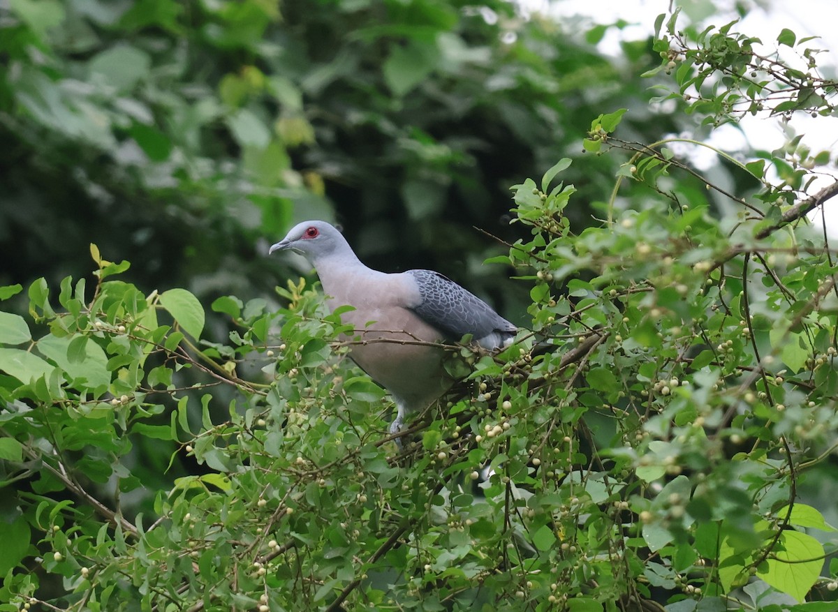 Afep Pigeon - ML628466882