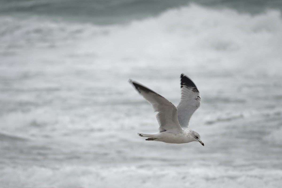 Ring-billed Gull - ML628466919