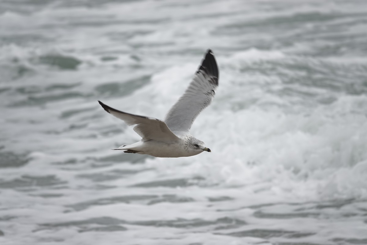 Ring-billed Gull - ML628466920
