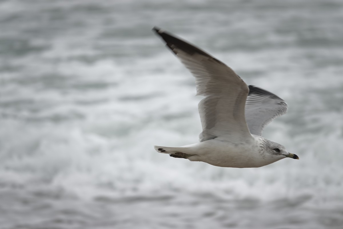 Ring-billed Gull - ML628466922