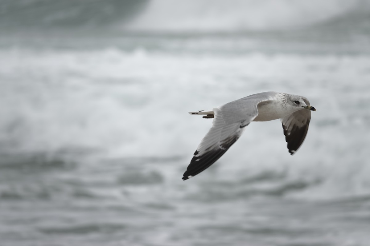 Ring-billed Gull - ML628466923