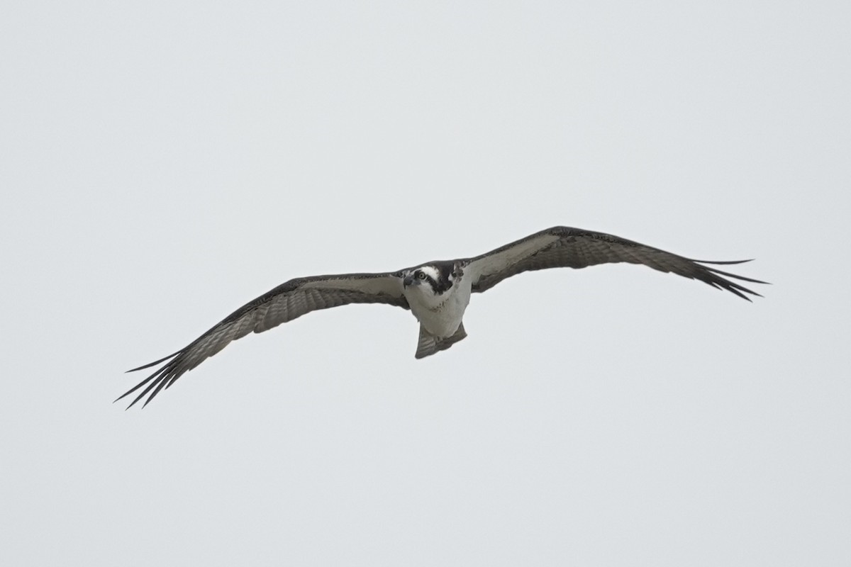 魚鷹 - ML628466931
