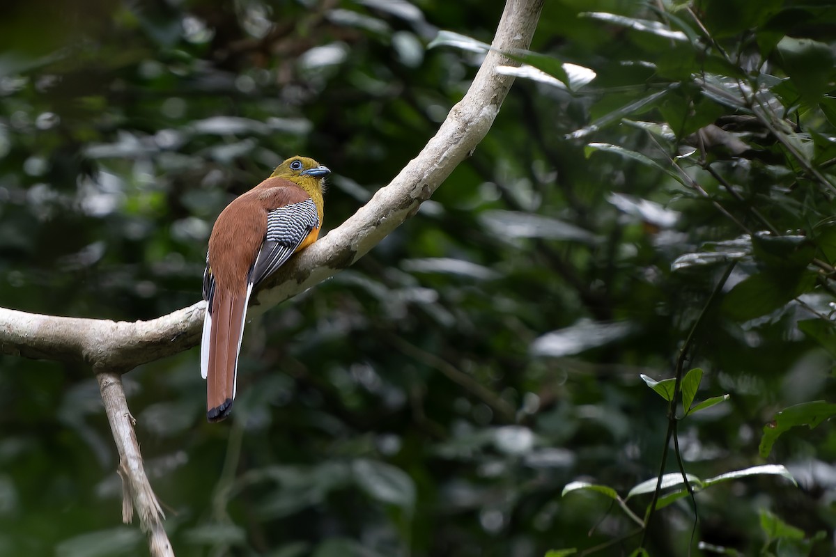 Orangebauchtrogon [dulitensis-Gruppe] - ML628466965