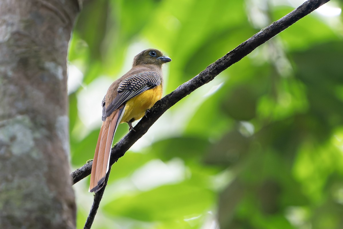 Orangebauchtrogon [dulitensis-Gruppe] - ML628466966